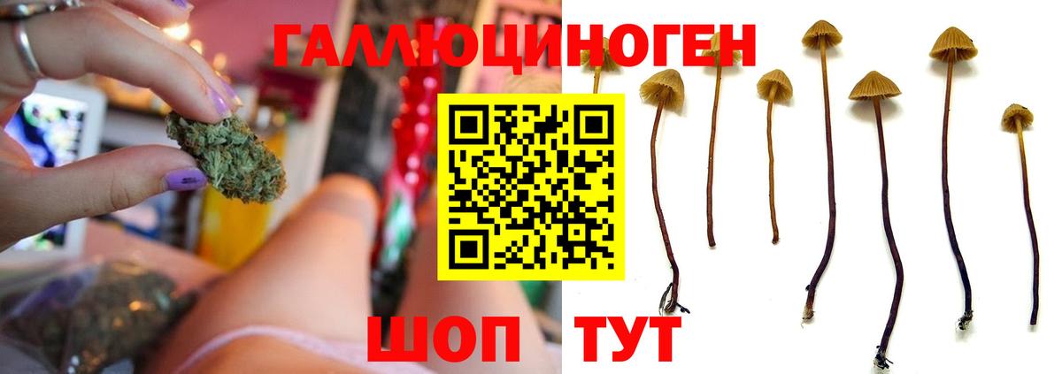 Галлюциногенные грибы Psilocybine cubensis Рыбинск